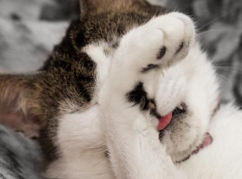 chat se cachant.jpg